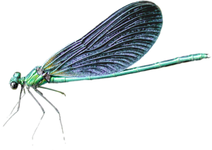 Dragonfly PNG-26256